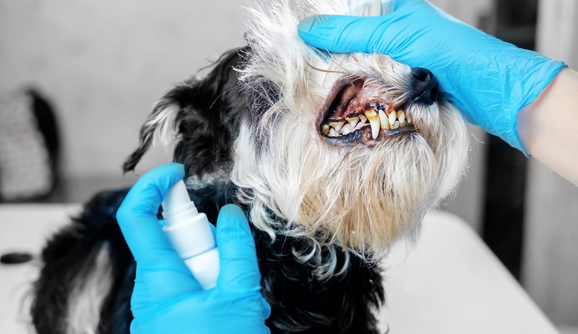 The 5 Best Dog Dental Sprays in 2023 Your Guide to a Healthy Canine Smile